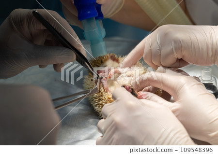 A veterinary surgeon carefully operates on a hedgehog on the operating table. The hedgehog injured his paw, and the veterinarian in the operating room is stitching up the wound. Hedgehog rescue. 109548396