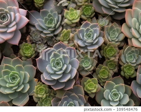 AI-generated content. Background of green succulents A green plant 109548476