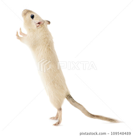 Beige pet gerbil standing upright on its hind legs looking up Beige pet gerbil standing upright on its hind legs looking up 109548489