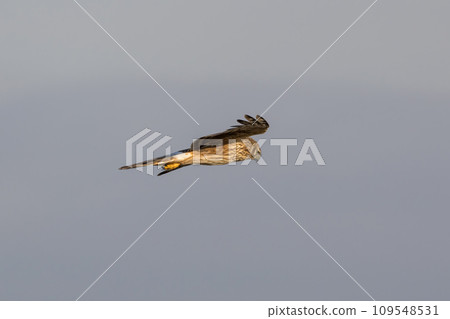 A female gray parrot in flight A female gray parrot in flight 109548531