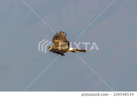 A female gray parrot in flight A female gray parrot in flight 109548534