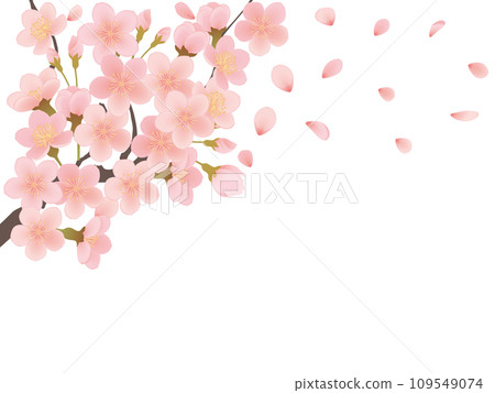 櫻花盛開的簡單插畫 109549074