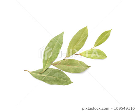 Dry Bay Leaves, Laurel Leaf, Natural Spicy Bayleaf, Fragrant Ingredient, Aromatic Spice Dry Bay Leaves, Laurel Leaf, Natural Spicy Bayleaf, Fragrant Ingredient, Aromatic Spice 109549110