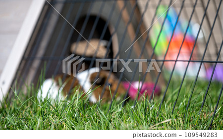 selective focus on grass near a Guinea pig in an outdoor cage with grass, a water bowl, and shelter. selective focus on grass near a Guinea pig in an outdoor cage with grass, a water bowl, and shelter. 109549283