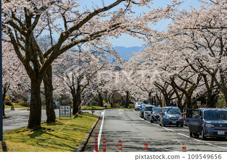 Shizuoka Prefecture, Fujinomiya City, Fujizakura Natural Cemetery Park, cherry blossoms in full bloom Shizuoka Prefecture, Fujinomiya City, Fujizakura Natural Cemetery Park, cherry blossoms in full bloom 109549656
