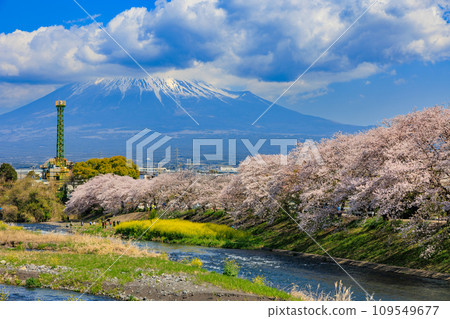 靜岡縣、富士市、龍權淵櫻花樹和富士山 109549677