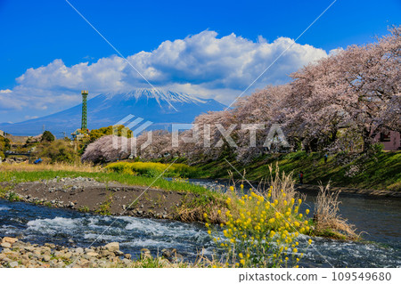 靜岡縣、富士市、龍權淵櫻花樹和富士山 109549680