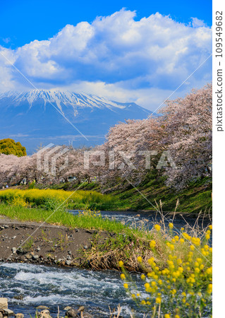 靜岡縣、富士市、龍權淵櫻花樹和富士山 靜岡縣、富士市、龍權淵櫻花樹和富士山 109549682