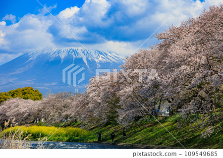 Shizuoka Prefecture, Fuji City, Ryugonbuchi cherry blossom trees and Mt. Fuji Shizuoka Prefecture, Fuji City, Ryugonbuchi cherry blossom trees and Mt. Fuji 109549685