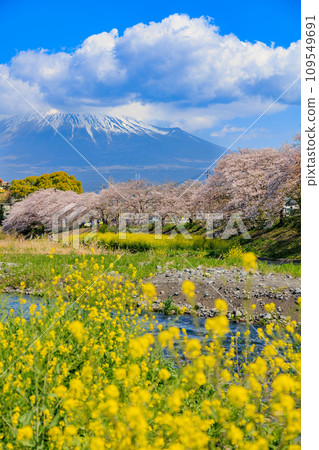 靜岡縣、富士市、龍權淵櫻花樹和富士山 靜岡縣、富士市、龍權淵櫻花樹和富士山 109549691