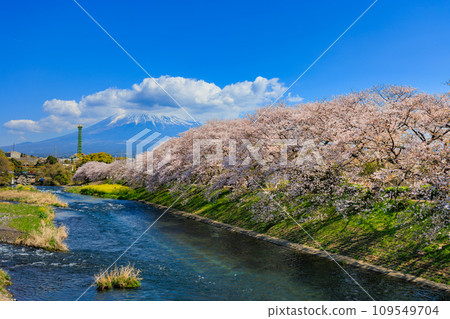 靜岡縣、富士市、龍權淵櫻花樹和富士山 靜岡縣、富士市、龍權淵櫻花樹和富士山 109549704