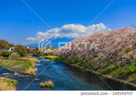 Shizuoka Prefecture, Fuji City, Ryugonbuchi cherry blossom trees and Mt. Fuji 109549707
