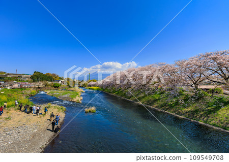 靜岡縣、富士市、龍權淵櫻花樹和富士山 109549708