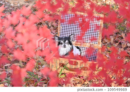 Chihuahua in the basket Autumn leaves 109549989