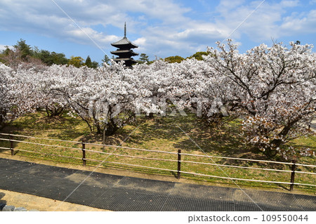 Kyoto in spring in Japan, Ninnaji Temple, a world heritage site, Omuro cherry blossoms in full bloom, a five-storied pagoda that is an important cultural property, and a beautiful blue sky Kyoto in spring in Japan, Ninnaji Temple, a world heritage site, Omuro cherry blossoms in full bloom, a five-storied pagoda that is an important cultural property, and a beautiful blue sky 109550044