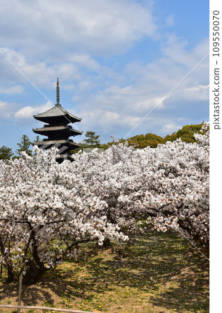 Kyoto in spring in Japan, Ninnaji Temple, a world heritage site, Omuro cherry blossoms in full bloom, a five-storied pagoda that is an important cultural property, and a beautiful blue sky 109550070