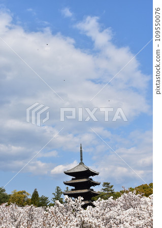 日本春天的京都、世界遺產仁和寺、盛開的大室櫻花、重要文化財產的五層寶塔、美麗的藍天 109550076