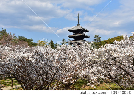 日本春天的京都、世界遺產仁和寺、盛開的大室櫻花、重要文化財產的五層寶塔、美麗的藍天 109550098