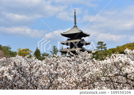 日本春天的京都、世界遺產仁和寺、盛開的大室櫻花、重要文化財產的五層寶塔、美麗的藍天 109550104