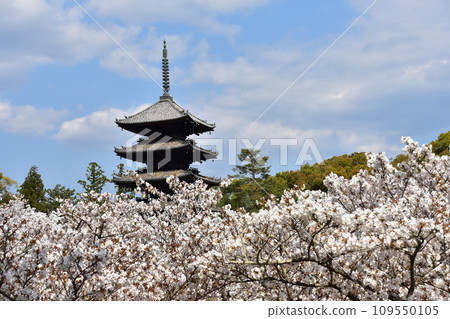 日本春天的京都、世界遺產仁和寺、盛開的大室櫻花、重要文化財產的五層寶塔、美麗的藍天 109550105