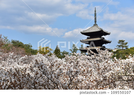 Kyoto in spring in Japan, Ninnaji Temple, a world heritage site, Omuro cherry blossoms in full bloom, a five-storied pagoda that is an important cultural property, and a beautiful blue sky Kyoto in spring in Japan, Ninnaji Temple, a world heritage site, Omuro cherry blossoms in full bloom, a five-storied pagoda that is an important cultural property, and a beautiful blue sky 109550107