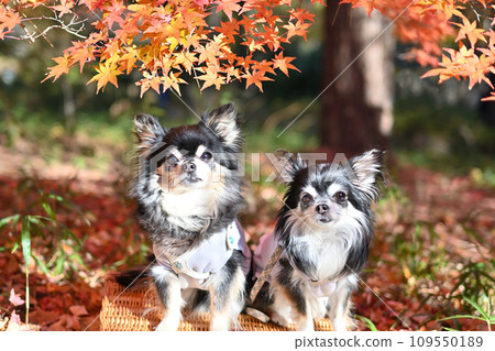 Two friendly Chihuahuas enjoying autumn leaves Two friendly Chihuahuas enjoying autumn leaves 109550189