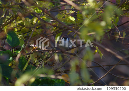 A sparrow that blends into the surrounding landscape A sparrow that blends into the surrounding landscape 109550200