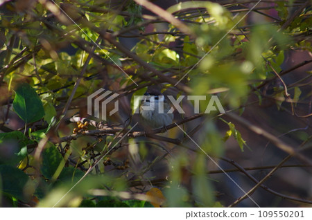 A sparrow that blends into the surrounding landscape A sparrow that blends into the surrounding landscape 109550201