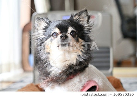 Chihuahua warmed by the stove Chihuahua warmed by the stove 109550350