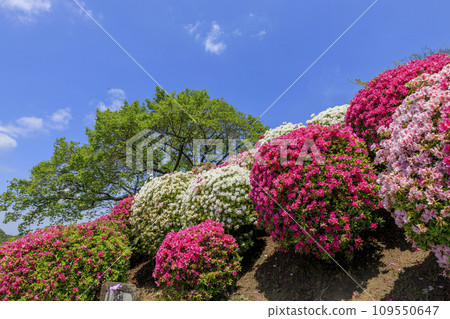 Azaleas at Ondo Park shine against the blue sky 109550647