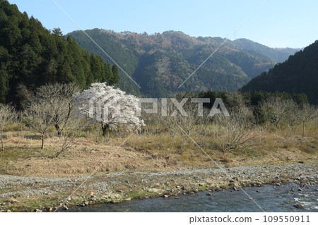 於拉河沿岸的櫻花 109550911