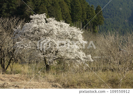 Sakura along the Yura River 109550912