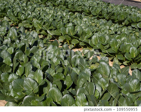 Cultivation of Komatsuna Cultivation of Komatsuna 109550955
