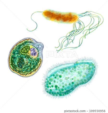 Unicellular protozoa. Set of illustration of a single cell bacterium. For printing textbooks, encyclopedias, brochures and posters on biology and medicine. For printing on objects and website design. Unicellular protozoa. Set of illustration of a single cell bacterium. For printing textbooks, encyclopedias, brochures and posters on biology and medicine. For printing on objects and website design. 109550956