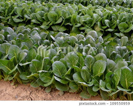 Cultivation of Komatsuna Cultivation of Komatsuna 109550959