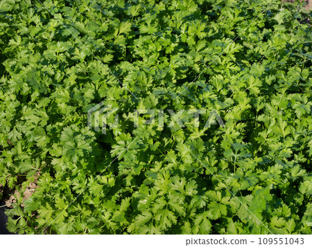 Cultivation of coriander Cultivation of coriander 109551043