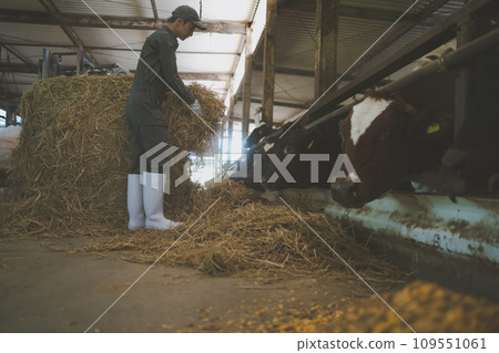 cow, cattle, cows 109551061