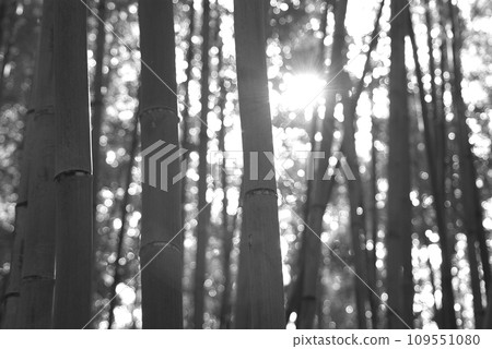竹林裡的陽光 竹林裡的陽光 109551080