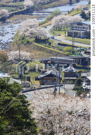 名鬆線和櫻花 109551118