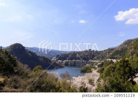 水壩湖上盛開的櫻花 109551119