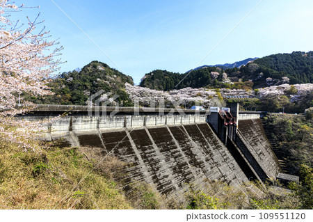 水壩湖上盛開的櫻花 109551120