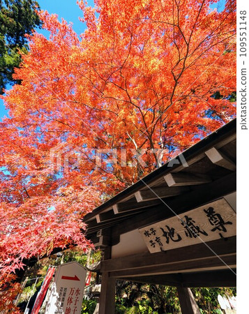 白嶺寺的紅葉2023年【香川縣坂出市】16 白嶺寺的紅葉2023年【香川縣坂出市】16 109551148