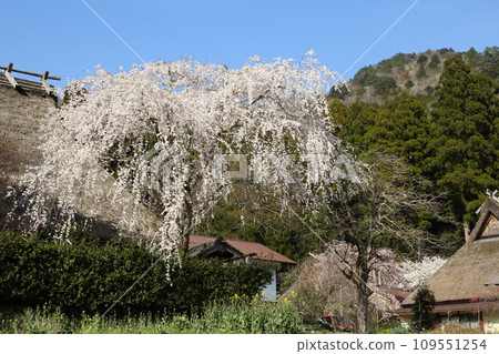 美山茅草村的垂枝櫻花 109551254