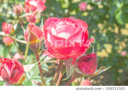 Rose [Variety: Duet Balconia] 109551305