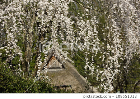 美山茅草村的垂枝櫻花 美山茅草村的垂枝櫻花 109551318