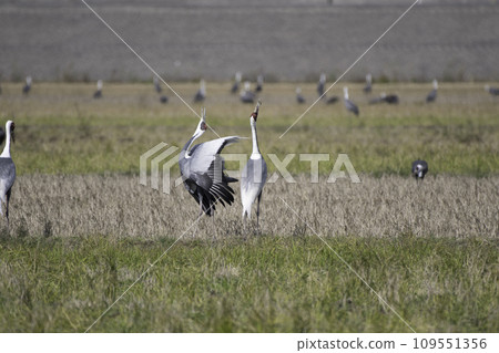 The chirps of white-naped cranes The chirps of white-naped cranes 109551356