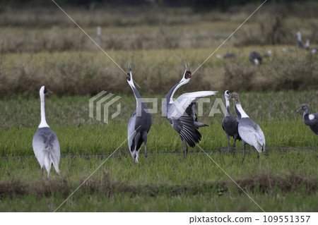 白枕鶴的鳴叫聲 白枕鶴的鳴叫聲 109551357
