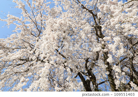 Weeping cherry blossoms at Fumyōji Temple in Miyama Thatched Village 109551403