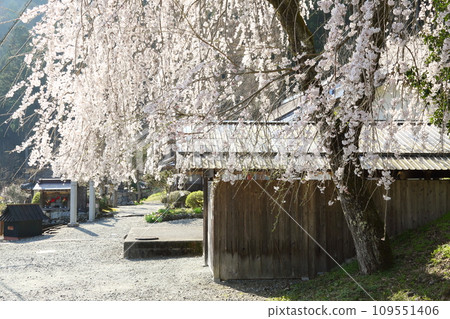 美山茅草村普明寺的垂枝櫻花 109551406