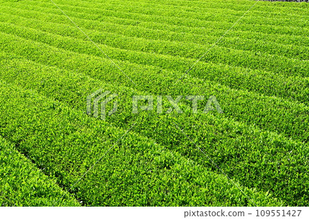 茶園裡美麗的山脊 109551427